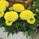 Marigold African Marigold Antigua Primrose 50 Marigold Seeds Fresh Garden