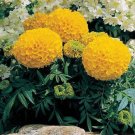 Marigold African Marigold Antigua Gold 50 Marigold Seeds Fresh Garden