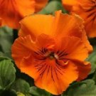 50 Pansy Frizzle Sizzle Orange FLOWER Seeds Fresh Garden