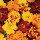 50 Marigold French Durango Outback Mix Seeds Fresh Garden