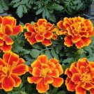 50 Marigold French Durango Flame Seeds Fresh Garden