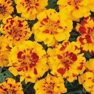 50 Marigold French Durango Bolero Seeds Fresh Garden