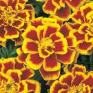 50 Marigold French Durango Bee Seeds Fresh Garden