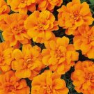 50 Marigold French Durango Tangerine Seeds Fresh Garden