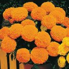 Marigold African Marigold Antigua Orange 50 Marigold Seeds Fresh Garden