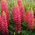 25 Lupine Popsicle Red Buy Flower Lupine Seeds Fresh Garden