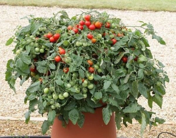 Tomato Red Profusion Tomato Trailing Tomato 25 Seeds Fresh Garden