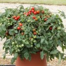 Tomato Red Profusion Tomato Trailing Tomato 25 Seeds Fresh Garden