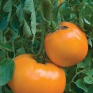 Tomato Jubilee Golden Orange 50 Tomato Seeds Fresh Garden