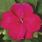 50 Impatiens Accent Burgundy Impatiens Seeds Fresh Garden