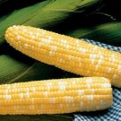 50 Corn Serendipity Hybrid Triple Sweet Corn Seeds Fresh Garden
