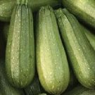 Zucchini Zucchini 100 Grey Summer Squash Seeds Fresh Garden