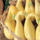 Squash 250 Yellow Crookneck Summer Squash Vegetable Seeds Fresh Garden