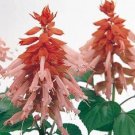 50 Salvia Vista Salmon FLOWER Seeds Fresh Garden