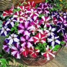50 pelleted petunia Tango Mix Petunia flower Seeds Fresh Garden 50 pelleted petunia Tango Mix Petunia flower Seeds Fresh Garden