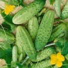 Boston Pickling Cucumber 250 Seeds Fresh Garden