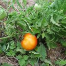 Tomato Patio 50 Tomato Seeds Fresh Garden