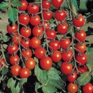 50 Tomato Sweet Million Tomato 65 days Seeds Fresh Garden 50 Tomato Sweet Million Tomato 65 days Seeds Fresh Garden