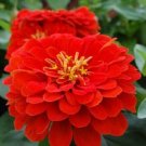 50 Zinnia Dreamland Scarlet FLOWER Seeds Fresh Garden