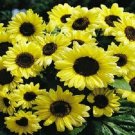 50 Sunflower Valentine Helianthus Seeds Fresh Garden