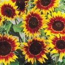50 Sunflower Ring Of Fire Seeds Fresh Garden