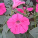 Petunia Tidal Wave Hot Pink 25 Pelleted FLOWER Seeds Fresh Garden