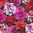 Petunia Double Sweet Tart Mix 50 Pelleted Petunia Seeds Fresh Garden