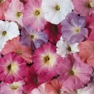 50 Pelleted Petunia Celebrity Mix Pastel flower Seeds Fresh Garden