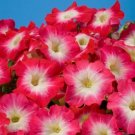 50 Pelleted Petunia Celebrity Red Morn Seeds Fresh Garden