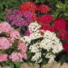 25 Pelleted Pentas Graffiti Mix Pentas Star Flower Seeds Fresh Garden