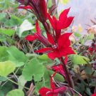 Lobelia Queen Victoria Cardinal Lobelia 50 Pelleted Seeds Fresh Garden