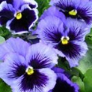 Pansy Frizzle Sizzle Blue 50 Pansy FLOWER Seeds Fresh Garden