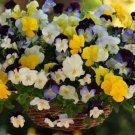 15 Pansy Cool Wave Mix Trailing Pansy HANGING PANSY Seeds Fresh Garden