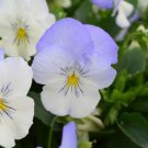 15 Pansy Cool Wave Frost Trailing Pansy HANGING PANSY Seeds Fresh Garden