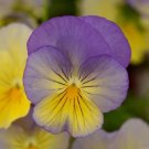 15 Pansy Cool Wave Blueberry Swirl Trailing Pansy HANGING PANSY Seeds Fresh Garden