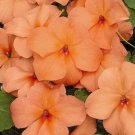 Impatiens Xtreme Salmon 50 Flower Seeds Fresh Garden