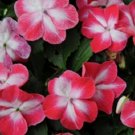 50 Impatiens Super Elfin XP Red Starburst Flower Impatiens Seeds Fresh Garden 50 Impatiens Super Elfin XP Red Starburst Flower Impatiens Seeds Fresh Garden