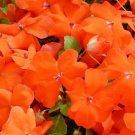 50 Impatiens Super Elfin XP Bright Orange Flower Impatiens Seeds Fresh Garden 50 Impatiens Super Elfin XP Bright Orange Flower Impatiens Seeds Fresh Garden