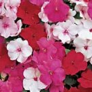 50 Impatiens Accent Peppermint Mix Impatiens Seeds Fresh Garden