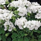 15 Geranium Film Coated MultiBloom White Multi Bloom Geranium Seeds Fresh Garden
