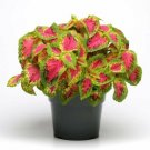 Pelleted Coleus Premium Sun Watermelon 15 Pelleted Coleus Seeds Fresh Garden
