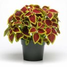 Coleus Premium Sun Crimson Gold 15 Pelleted Coleus Seeds Fresh Garden