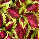 15 Pelleted Coleus Kong Rose Giant Coleus Seeds Fresh Garden