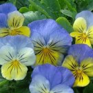 50 Pansy Ultima Morpho Pansy Seeds Fresh Garden