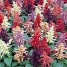 50 Salvia Vista Mix FLOWER Seeds Fresh Garden