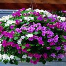 50 Impatiens Accent Premium Pastel Mix Flower Seeds Fresh Garden 50 Impatiens Accent Premium Pastel Mix Flower Seeds Fresh Garden