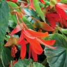 Begonia Santa Cruz Sunset Trailing Begonia 15 Pelleted Seeds Fresh Garden