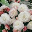 Begonia Nonstop Appleblossom Begonia 15 Pelleted Seeds Fresh Garden