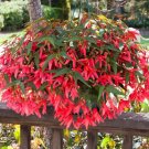 Begonia Bossa Nova Pink Glow Trailing Begonia 15 Pelleted Seeds Fresh Garden
