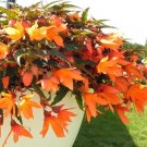 Begonia Bossa Nova Orange Trailing Begonia 15 Pelleted Seeds Fresh Garden